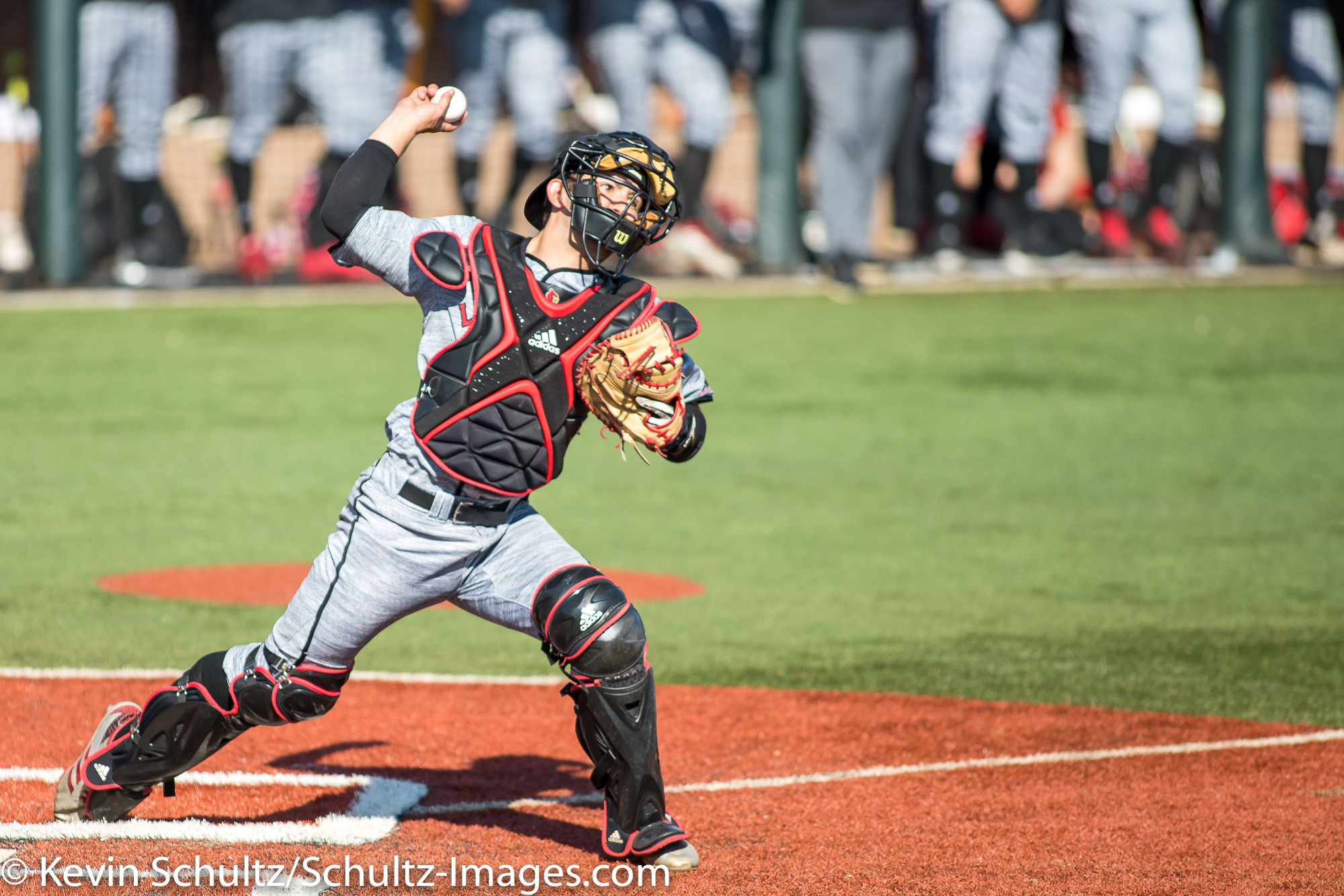 louisville cardinals baseball